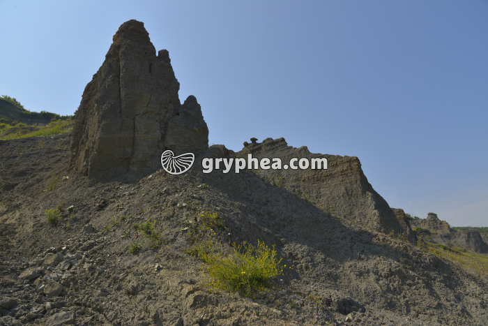 Falaise des Vaches noires (argile) - gryphea.org